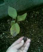 c0047449_12352778.jpg