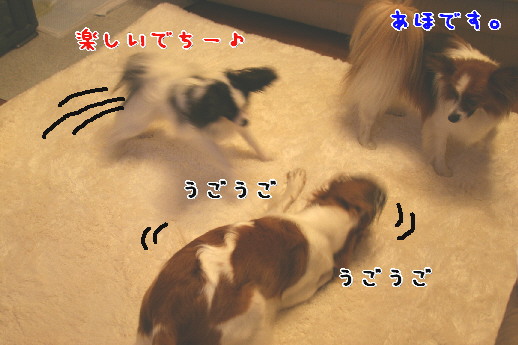 d0013149_10232290.jpg