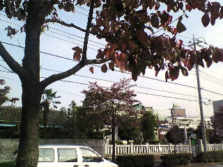 b0021251_1626496.jpg