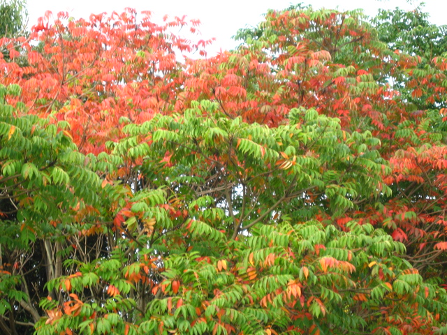 a0101958_11383348.jpg
