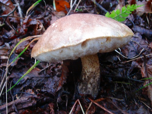 c0119160_17421112.jpg