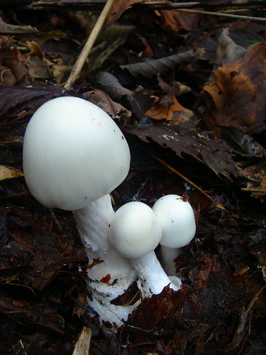 c0119160_17525163.jpg