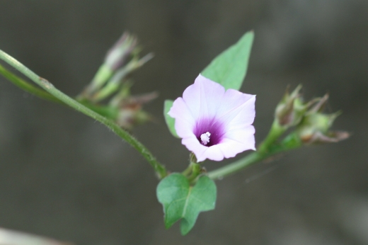 d0102968_8471657.jpg