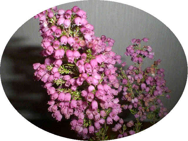 f0153475_21254246.jpg