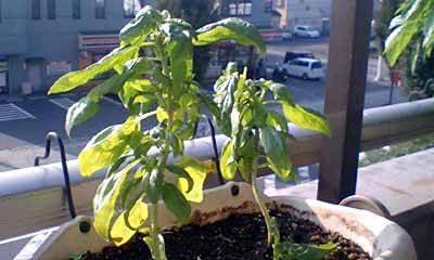 d0003116_1781660.jpg