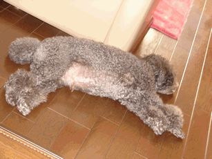 c0136736_13434434.gif