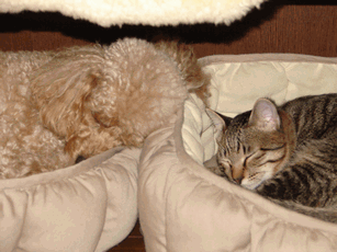 c0136736_1344146.gif