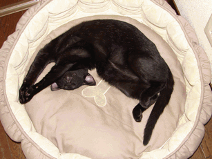 c0136736_13445093.gif