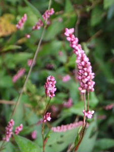 a0054240_2046475.jpg