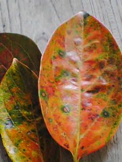 e0085052_1131947.jpg