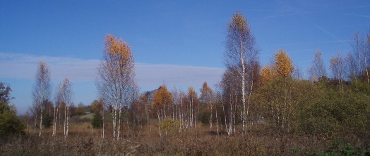 b0091164_17135412.jpg