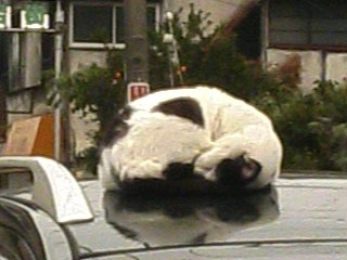 c0123890_21263348.jpg