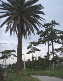 c0008598_8245181.jpg