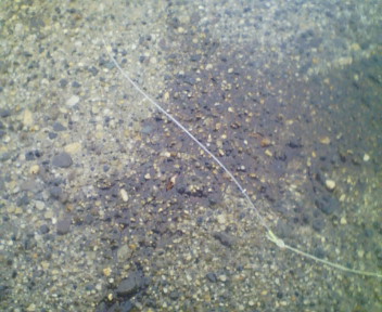 d0078105_1222751.jpg