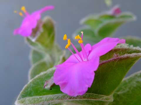 f0147025_1656619.jpg