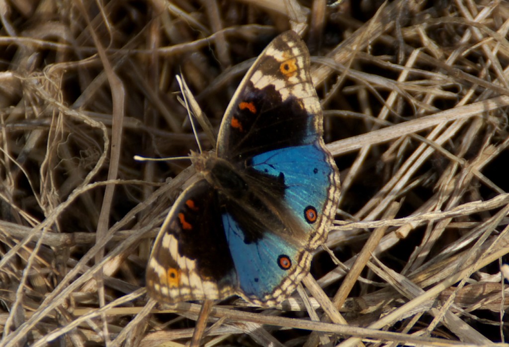 d0053930_1649191.jpg