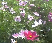 e0087939_20134052.jpg
