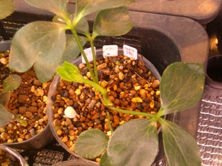 c0025140_1832390.jpg