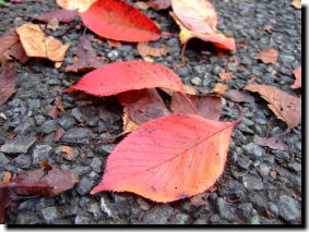 11月3日桜の葉