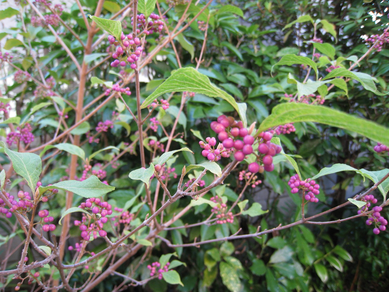 c0132387_11455020.jpg