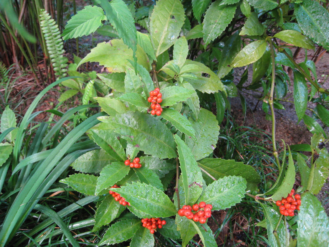 c0132387_1153451.jpg
