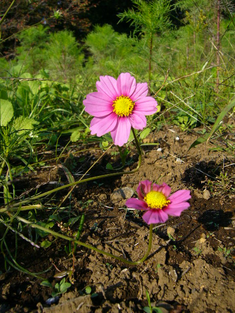 d0070702_23361377.jpg