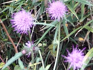 e0099905_14193645.jpg