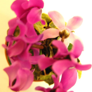 f0121111_2504093.jpg