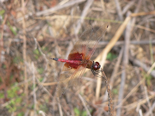 e0002314_15352170.jpg