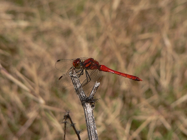 e0002314_1539349.jpg