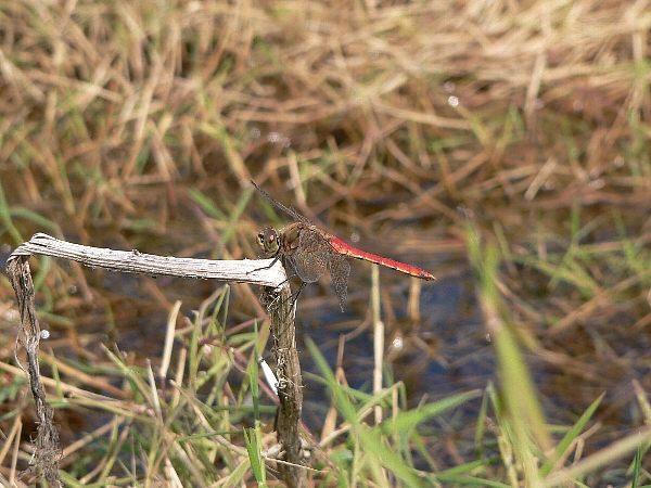 e0002314_1539690.jpg