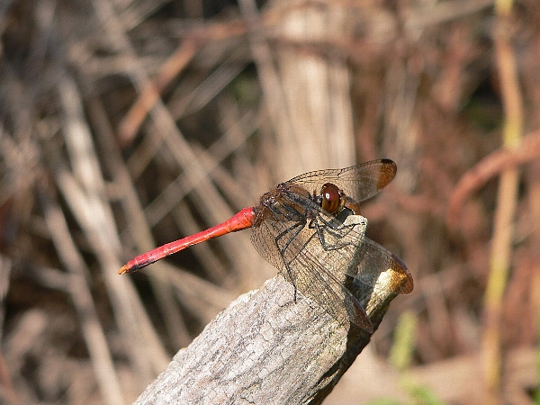 e0002314_15402396.jpg