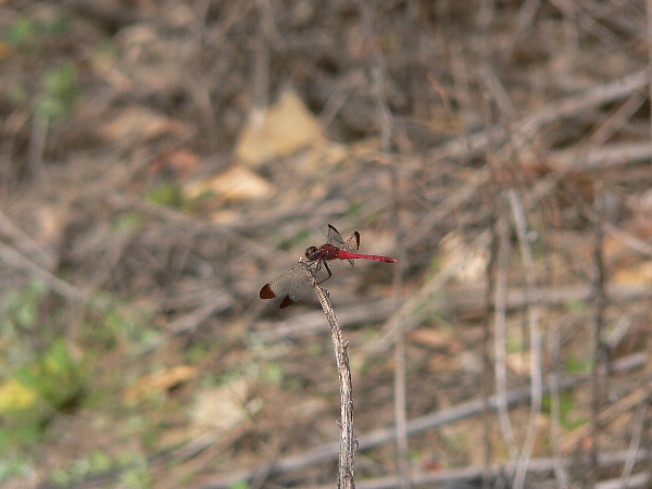 e0002314_1540387.jpg