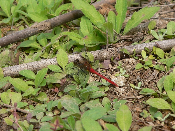e0002314_15404130.jpg