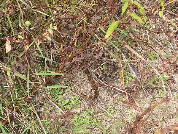 e0002314_15444994.jpg