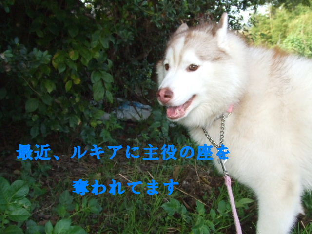 e0121548_2183673.jpg