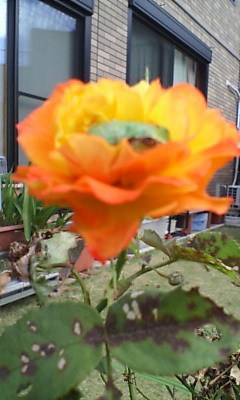 b0005752_15163879.jpg