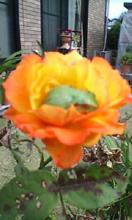b0005752_1517376.jpg