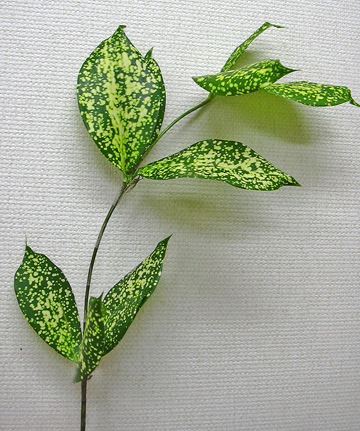 a0001354_2119820.jpg