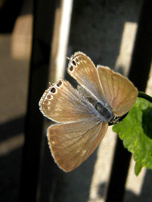 e0064158_2157952.jpg