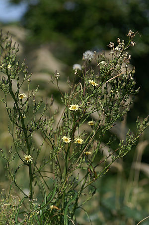 e0054067_1843745.jpg