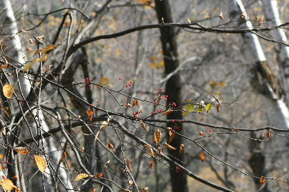 f0041606_20212760.jpg