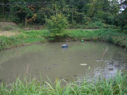 d0007913_1650766.jpg