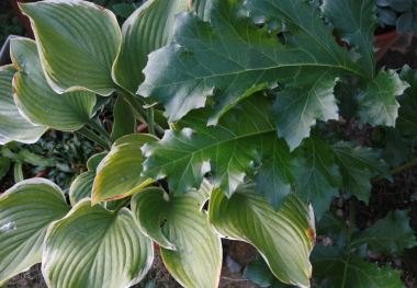 e0102713_8365645.jpg