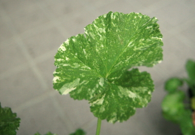e0102713_8385615.jpg