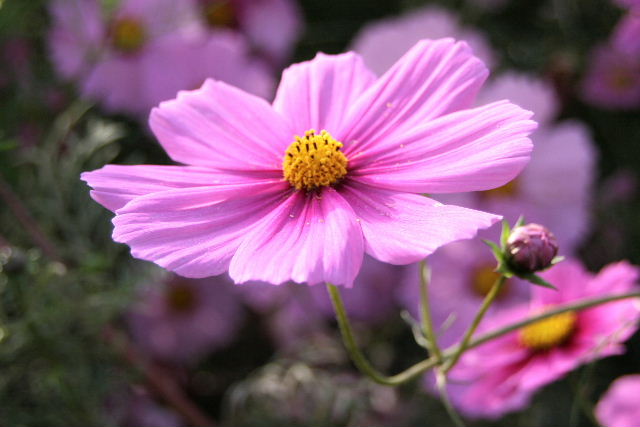 e0064133_0114776.jpg
