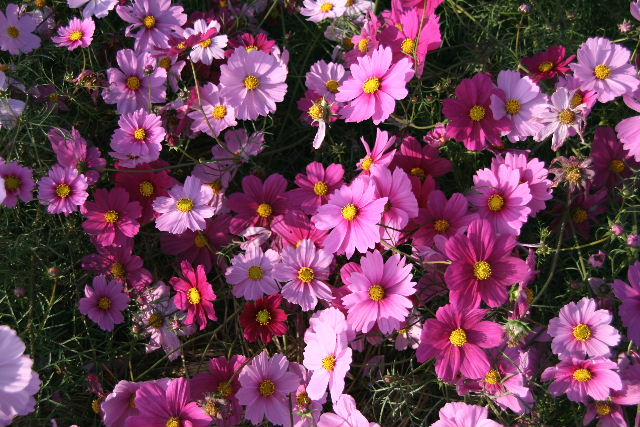 e0064133_0122710.jpg