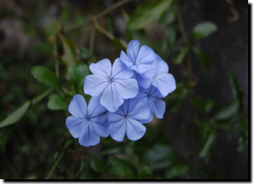 11月4日プルーの花