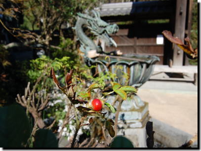 11月4日成就院