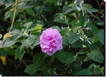 11月4日ピンクの花
